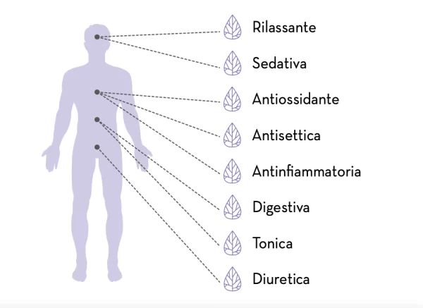 CANAPA MORFEO - 20 bustine infusione - immagine 2